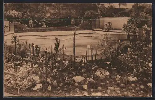 AK Floralies Gantoises 1933, Kakteen