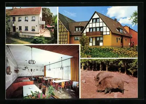 AK Ipsheim, Gasthof-Pension Hohenecker Forst der Fam. Hussenöder, Eichelberg 6, Wildschweine