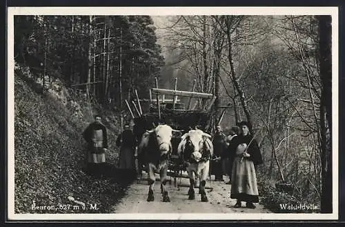 AK Beuron, Waldidylle mit Ochsengespann