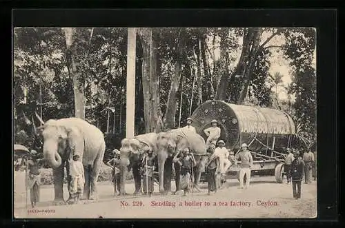 AK Sri-Lanka-Ceylon, Sending a boiler to a tea factory, Elefantengespann