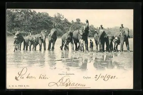 AK Ceylon / Sri Lanka, Elefanten mit ihren Hütern im Fluss