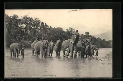 AK Ceylon, Arbeitselefanten mit Führern im Wasser