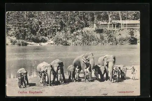 AK Ceylon, Ceylon Elephants, Singhalesen mit Elefanten