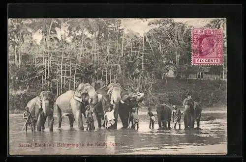 AK Sacred Elephants belonging to the Kandy Temple, Tempelelefanten