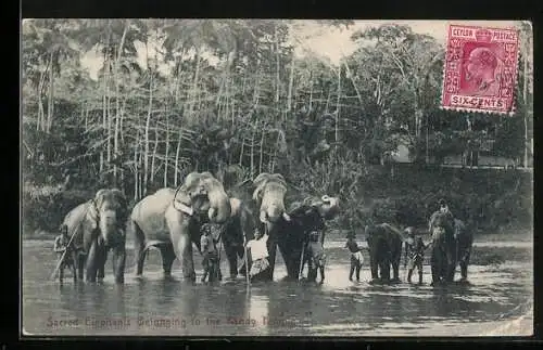 AK Sacred Elephants belonging to the Kandy Temple, Tempelelefanten