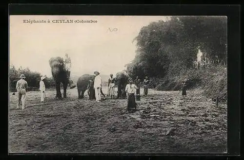 AK Colombo, Elephants a Ceylan, Elefanten bei der Arbeit