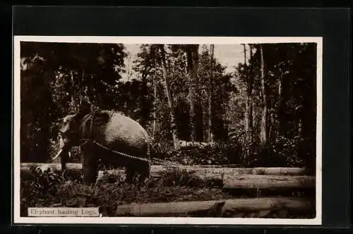 AK Elephant hauling Logs