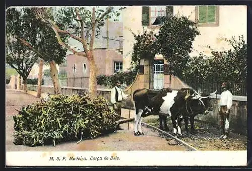 AK Madeira, Corca de Bois, Ochsengespann