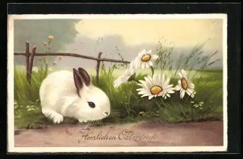 AK Kleiner Osterhase an einer Wiese mit blühenden Margueriten