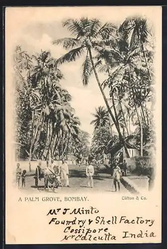 AK Bombay, A Palm Grove