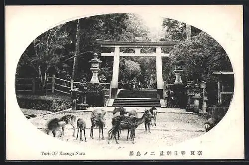 AK Nara, Torii of Kasuga