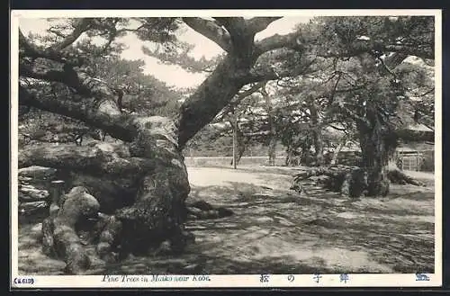 AK Maiko /Kobe, Pine Trees