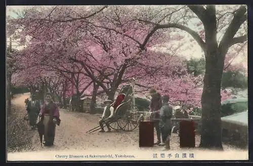 AK Yokohama, Cherry Blossom at Sakuramichi