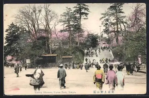 AK Tokyo, Cherry Blossom, Uyeno Park