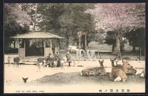 AK Nara, Deer at Nara Park