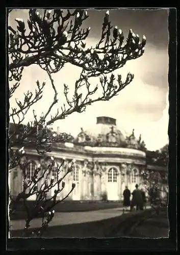 Foto-AK Albert Vennemann: Potsdam, Schloss Sanssouci im Frühling