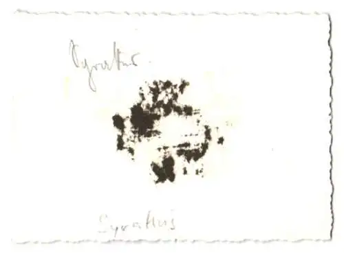 Fotografie unbekannter Fotograf, Ansicht Syrakus / Sizilien, Stadtansicht