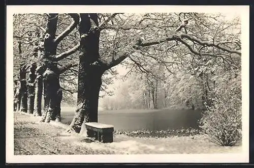 AK Waldenburg i. Sa., Eichenallee im Schnee