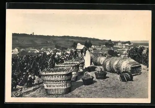 AK Le Mesnil-sur-Oger, Scène de vendange, Moet & Chandon