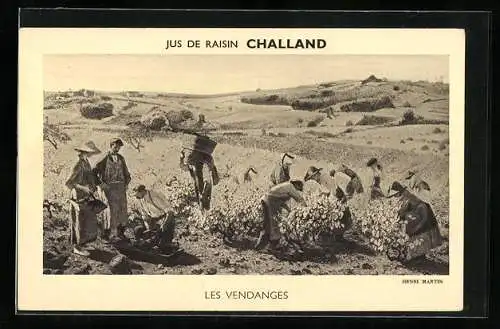 AK Challand, Jus de raisin, Les vendanges