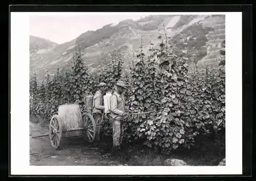 AK Österreich, Im Weinland