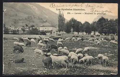 AK Laruns, Moutons au pâturage