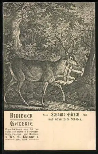 AK Schaufel-Hirsch mit monströsen Schalen, 1748