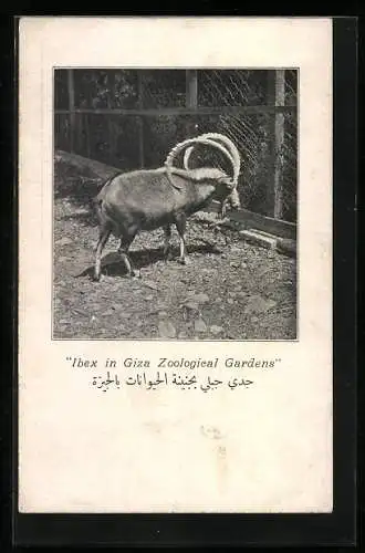 AK Giza, Ibex in Giza Zoological Gardens