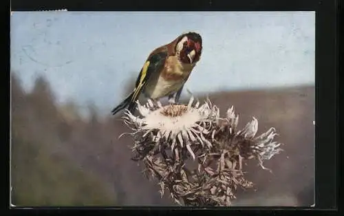 AK Ein Distelfink sitzt auf einer Distel