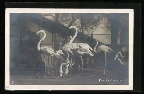 AK Flamingos im Zoo, Phoenicopterus roseus