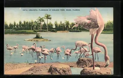 AK Miami, Florida, Graceful Flamingos at Hialeah Park