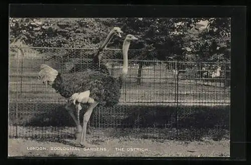 AK London, Zoological Gardens, The Ostrich