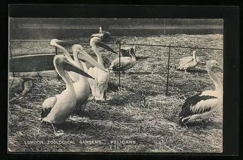 AK London, Zoological Gardens, Pelicans