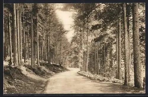 AK Vizzavona, La Forêt et la Route d`Ajaccio