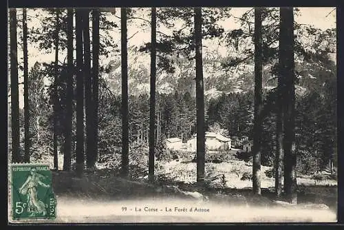 AK Aitone /Corse, La Forêt, Une vue