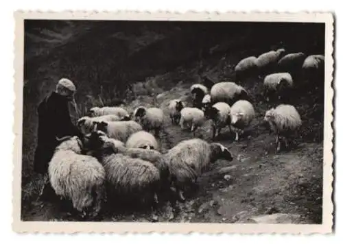 Fotografie Schäfer / Hirte mit seiner Herde Schafe