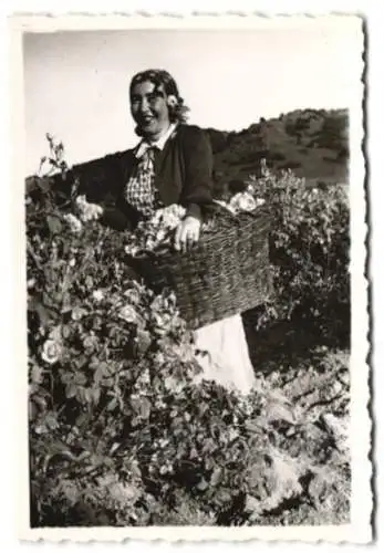 Fotografie Blütenernte, Bäuerin pflückt Körbe voller Blumenblüten