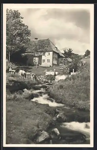 AK Todtnauberg, Schwarzwaldhaus mit Bach und weidenden Kühen