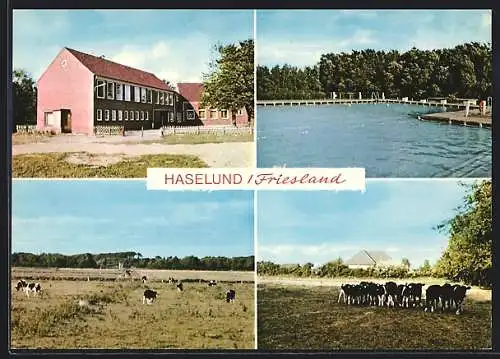 AK Haselund /Friesland, Das Freibad, weidende Kühe