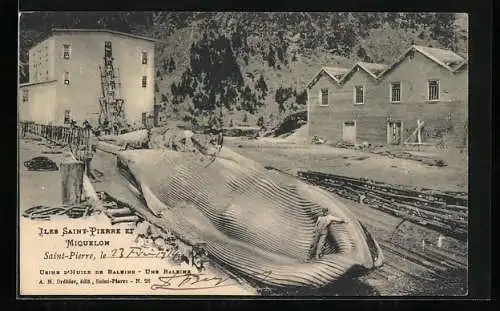 AK Saint-Pierre, Usine d`Huile de Baleine, Furchenwal auf dem Gelände einer Walöl-Fabrik