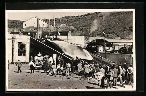 AK Hvalfjördur, Whaling Station in the Bay, A whale being prepared for cutting on the platform