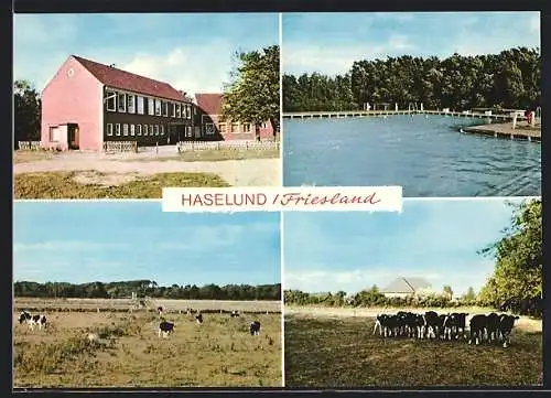 AK Haselund /Friesland, Das Freibad, weidende Kühe