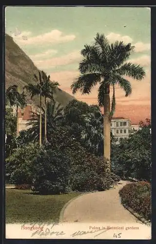 AK Hongkong, Palms in Botanical Gardens