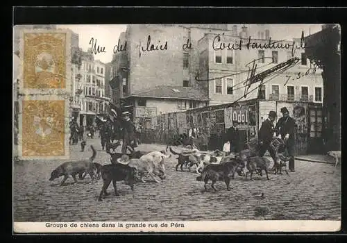 AK Constantinople, Groupe de chiens dans la grande rue de Péra