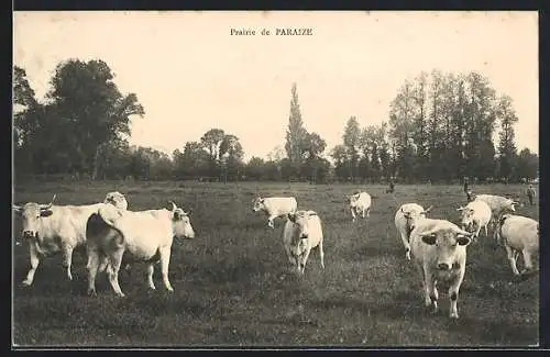 AK Paraize, Prairie de Paraize