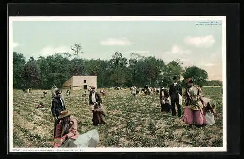 AK Charleston, SC, People picking Strawberries