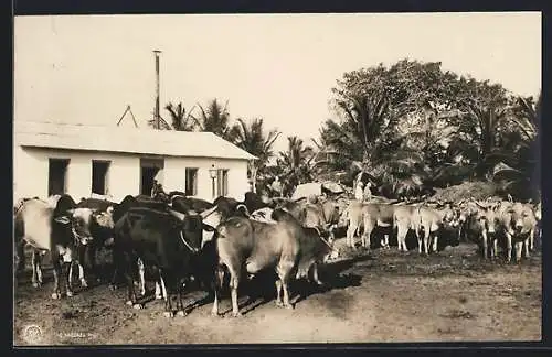 AK Saadani, Zebu- und Esel-Herde