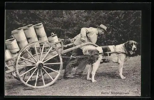 AK Bern, Milchfuhrmann mit Bernhardiner und Hundegespann