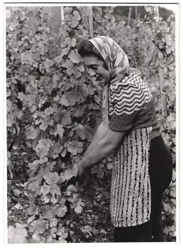 60 Fotografien H. Armster, Mainz, Winzer / Weinbauern bei der Weinernte, Weinlese, Wine Harvest, Wein-Verkostung ua.