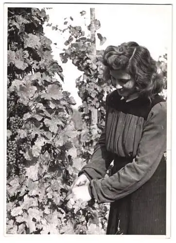 60 Fotografien H. Armster, Mainz, Winzer / Weinbauern bei der Weinernte, Weinlese, Wine Harvest, Wein-Verkostung ua.